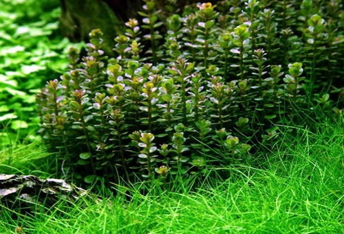 XL In-Vitro Bonsai Rotala / Rotala 'Bonsai' Im XL-Cup