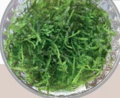 In-Vitro Pfauenmoos / Taxiphyllum Sp. 'Peacock'