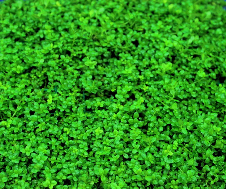 In-Vitro Kuba Zwerg-Perlenkraut / Hemianthus Callitri. CUBA, Hcc