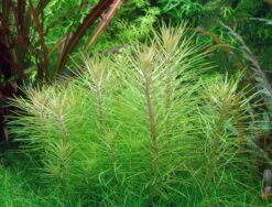 In-Vitro Indische Sternpflanze / Pogostemon Erectus