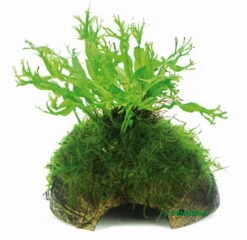 Javafarn Windelov Mit Javamoos Auf Kokosnuss-Höhle / Coco Shell Mit Windelovfarn U. Moos