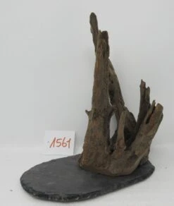 XL Scaper Wurzel 19x24x19 Traumwurzel #1561 Auf Schiefer