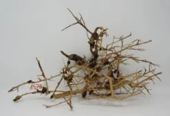 XL Thailand Zweig / Wurzel 40x23x18 Traumwurzel #1578