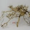 XL Thailand Zweig / Wurzel 42x22x20 Traumwurzel #1582