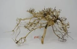 XL Thailand Zweig / Wurzel 42x22x20 Traumwurzel #1582