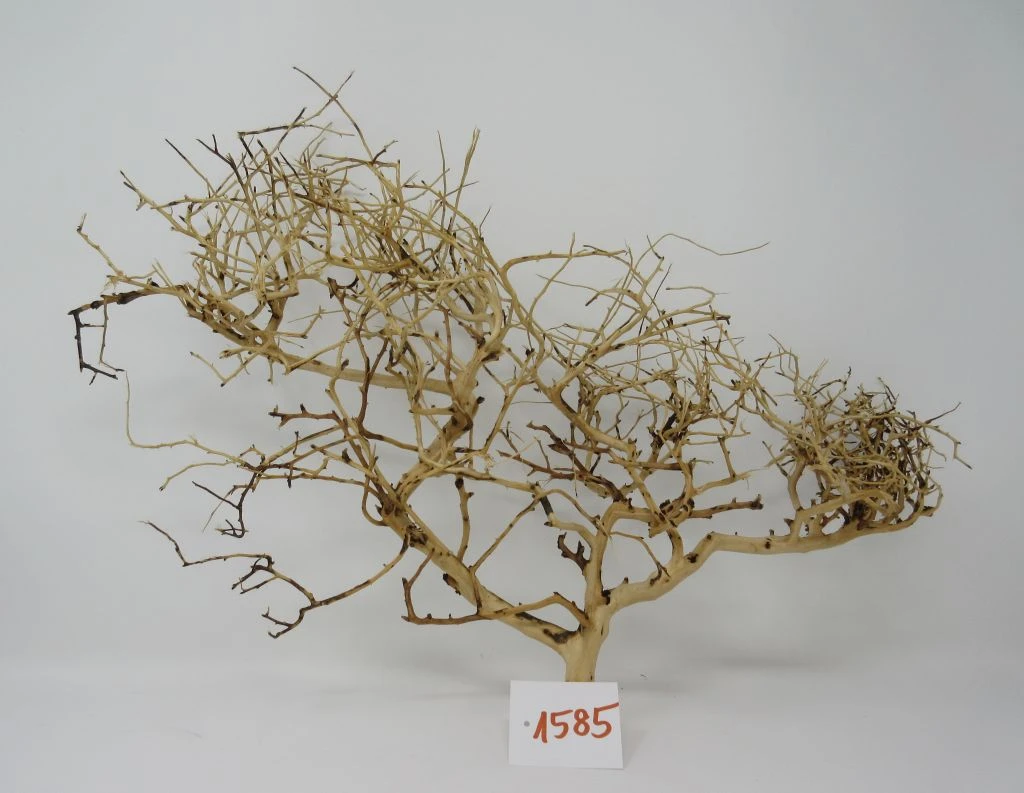 XL Thailand Zweig / Wurzel 50x38x16 Traumwurzel #1585