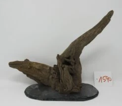 XL Scaper Wurzel 26x20x15 Traumwurzel #1590 Auf Schiefer