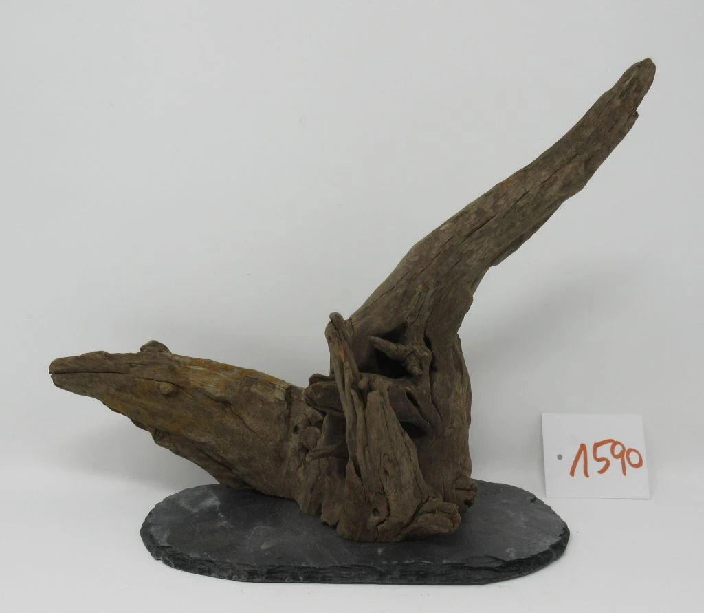 XL Scaper Wurzel 26x20x15 Traumwurzel #1590 Auf Schiefer