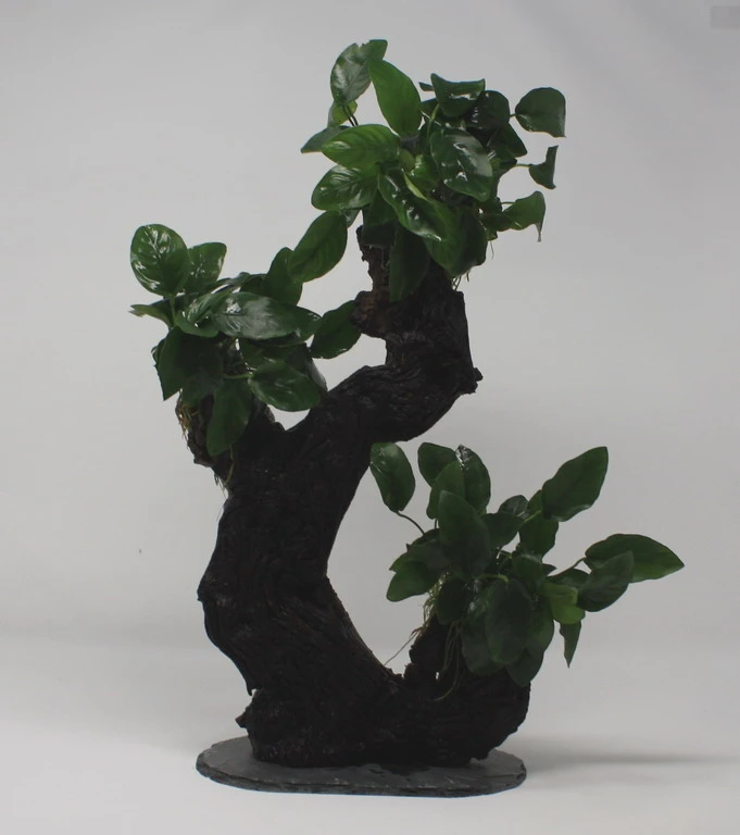 Urwaldbaum GROß Mbuna Mit Anubia Nana/Zwergspeerblatt Ca. 40-45 Cm