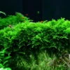 XL In-Vitro Mini Christmas Moss / Vesicularia Montagnei 'Mini', Moos
