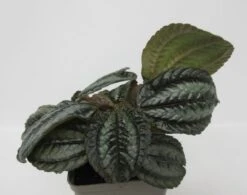 Kanonierblume / Pilea Involucrata Norfolk