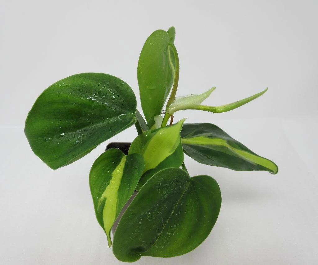 Kletternder Baumfreund "Brasil" / Philodendron Scandens "Brasil"
