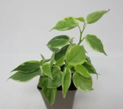 Grün-Weißer Zwergpfeffer / Peperomia Scandens "Variegata"