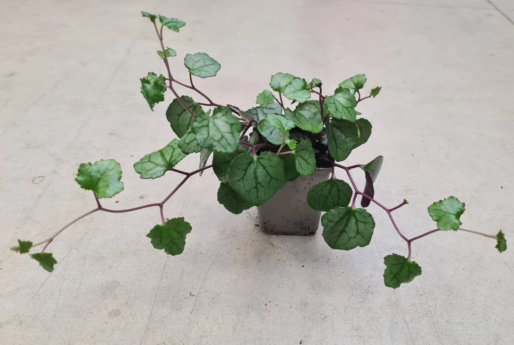 Sommerefeu / Senecio Mikanoides