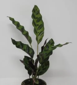 Lanzenblättrige Korbmarante / Calathea Lancifolia