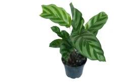 Freddys Korbmarante / Calathea "Freddy"