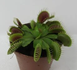 Venusfliegenfalle / Dionaea Muscipula