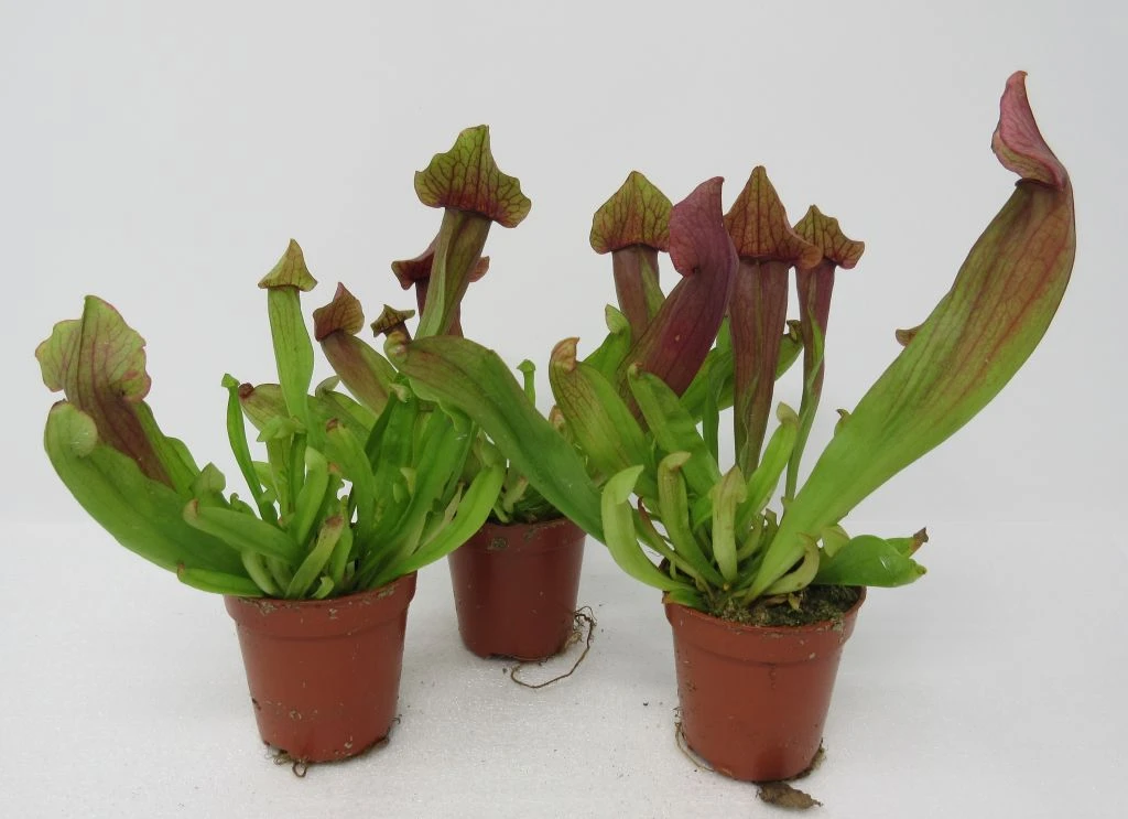 Tess Schlauchpflanze / Sarracenia Tess – Bild 2