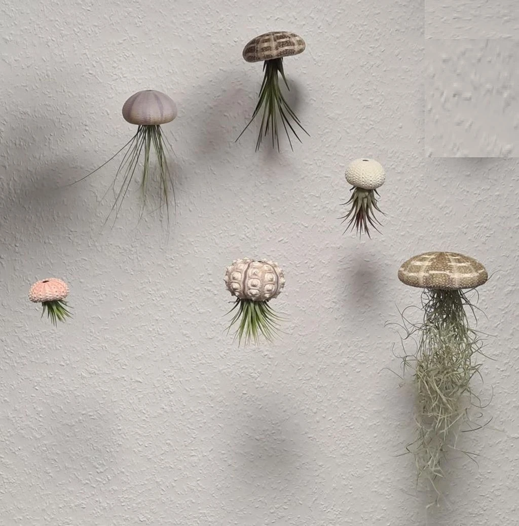 Seeigelgehäuse Mit Tillandsia Usneoides – Bild 2