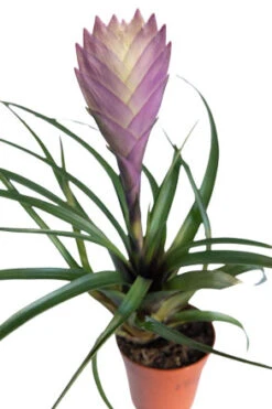 Blaue Tillandsie / Tillandsia Cyanea