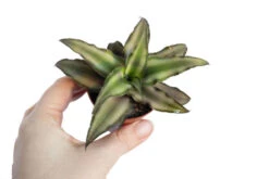 Erdbromelie / Bromelia Agavifolia