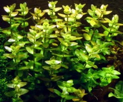 1-2-GROW! Grossblättriges Fettblatt / Bacopa Caroliniana Caroliana Von TROPICA