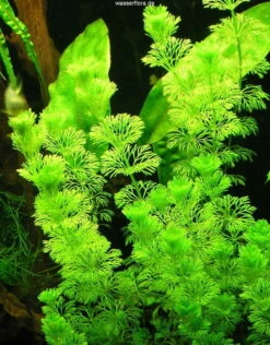 1-2-GROW! Kleine Ambulia - Sumpffreund / Limnophila Sessiliflora Von TROPICA