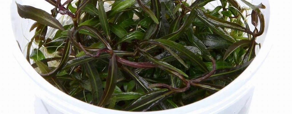 1-2-GROW! Hygrophila 'Araguaia' Von TROPICA – Bild 2