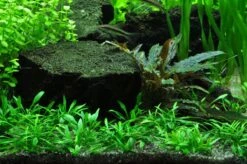 1-2-GROW! Zwerg-Wasserkelch / Cryptocoryne Parva