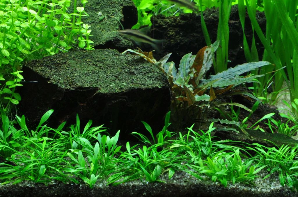 1-2-GROW! Zwerg-Wasserkelch / Cryptocoryne Parva