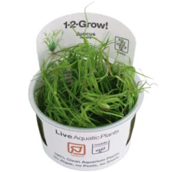 1-2-GROW! Kriechende Binse / Juncus Repens Von TROPICA