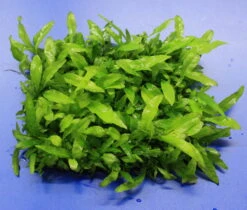 Green-Wall XL Javafarn / Microsorum Pteropus Auf Matte Ca. 170x140 Mm