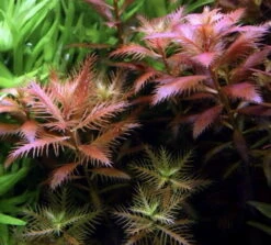 In-Vitro Meerjungfrauenpflanze / Proserpinaca Palustris 'Cuba'