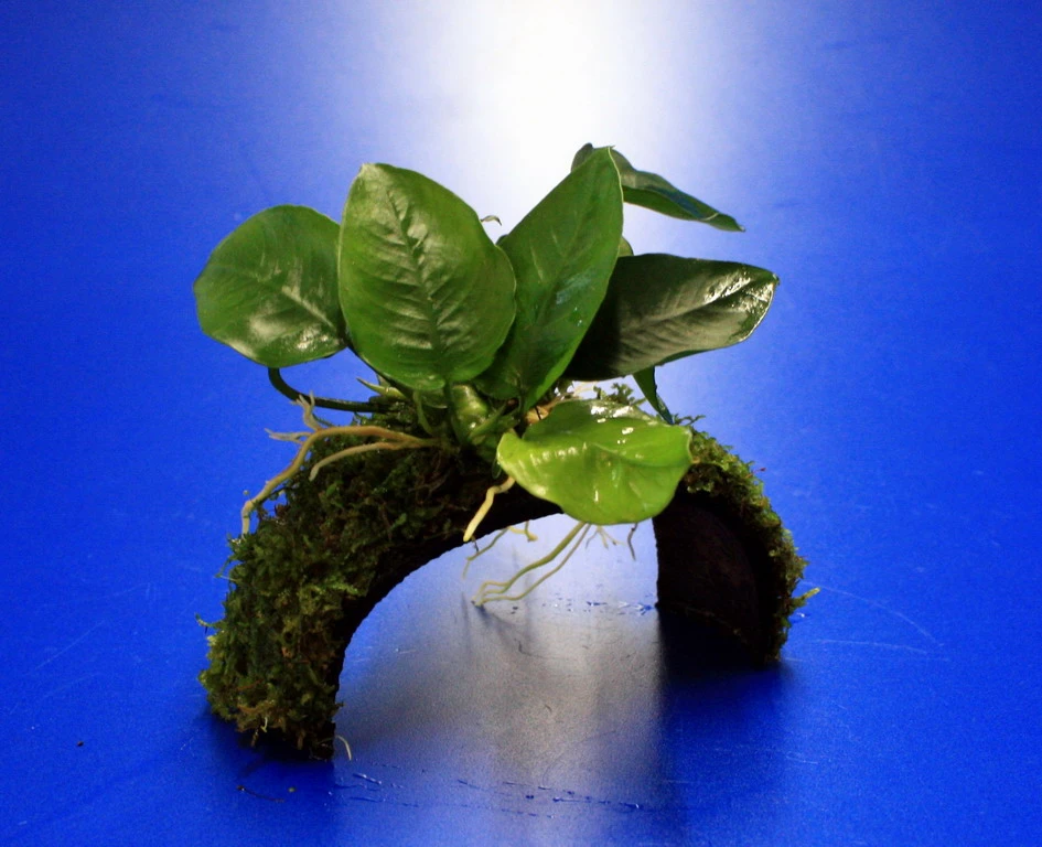 Zwergspeerblatt-Brücke Aus Kokosnuss Mit Javamoos Und Anubias Bart. Var. Nana