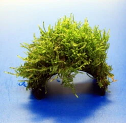 Moos-Brücke Aus Kokosnuss Mit Javamoos Bewachsen, Moos